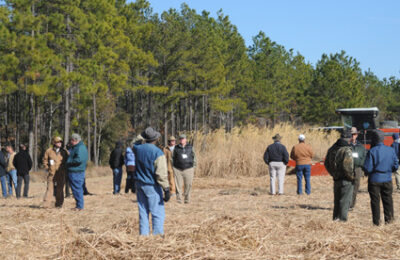 Giant Miscanthus Field DaySoperton, GAJanuary 13, 2011 Giant Miscanthus Field Day
Soperton, GA
January 13, 2011