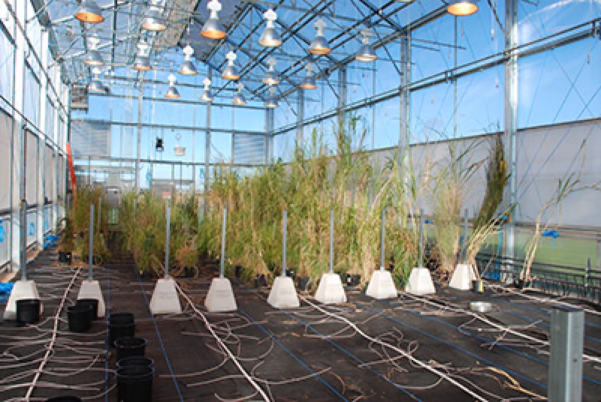 Giant miscanthus plants growing in a breeding greenhouse