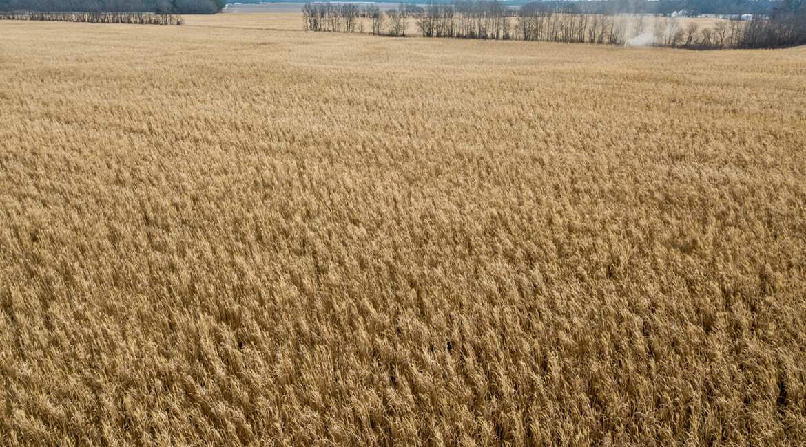 gal-field