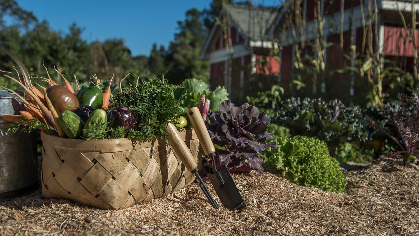 Vegetable basket and garden tools on miscanthus mulch