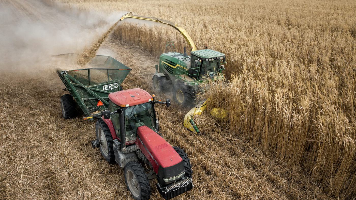 Tractor and forage harvester collecting giant miscanthus