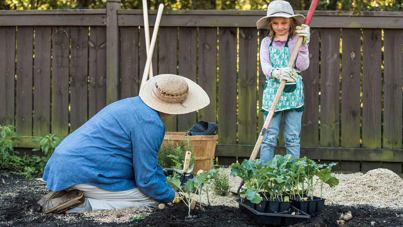 Family gardening in beds mulched with miscanthus