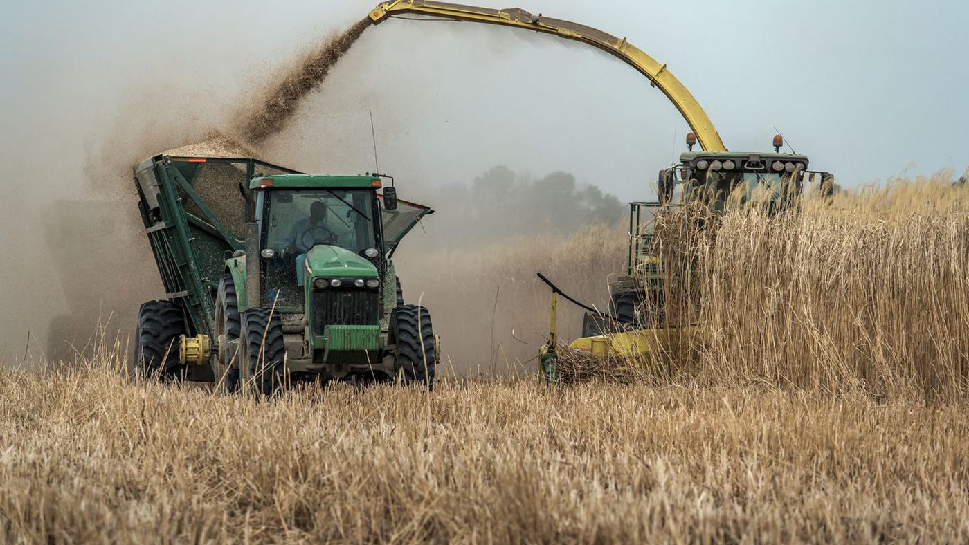 Forage harvester loading a trailer in a giant miscanthus field