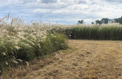 giant-miscanthus giant-miscanthus