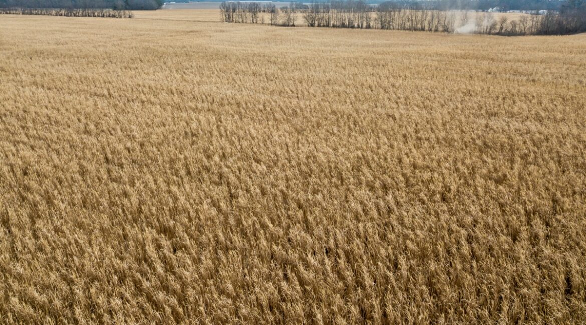 miscanthus-field