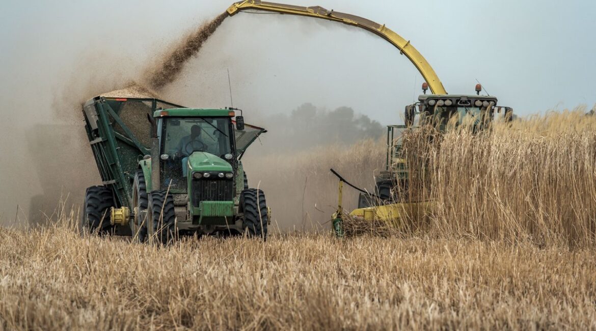 miscanthus-harvest