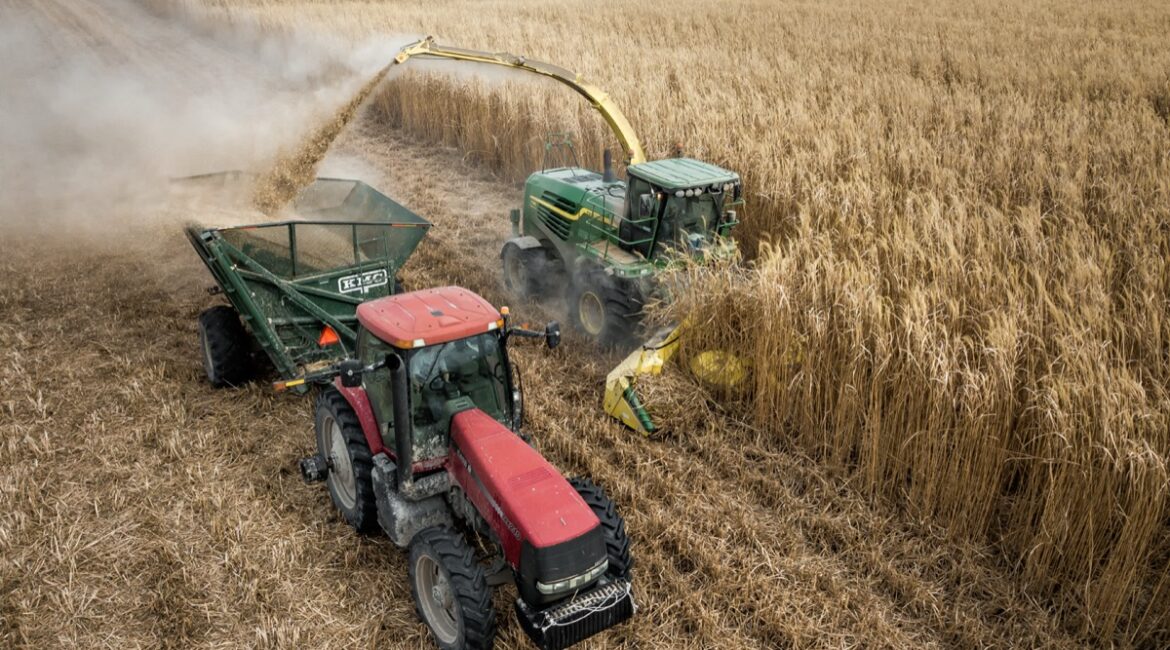miscanthus-harvest-2
