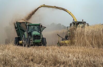miscanthus-harvest Forage harvester loading a trailer while harvesting giant miscanthus