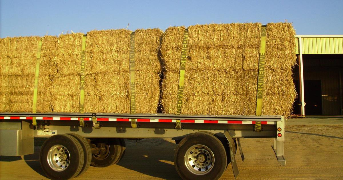 Square miscanthus bales on a flatbed trailer