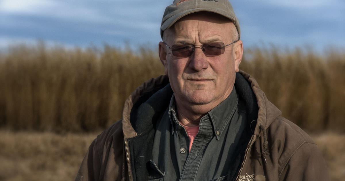 Miscanthus grower standing in a field