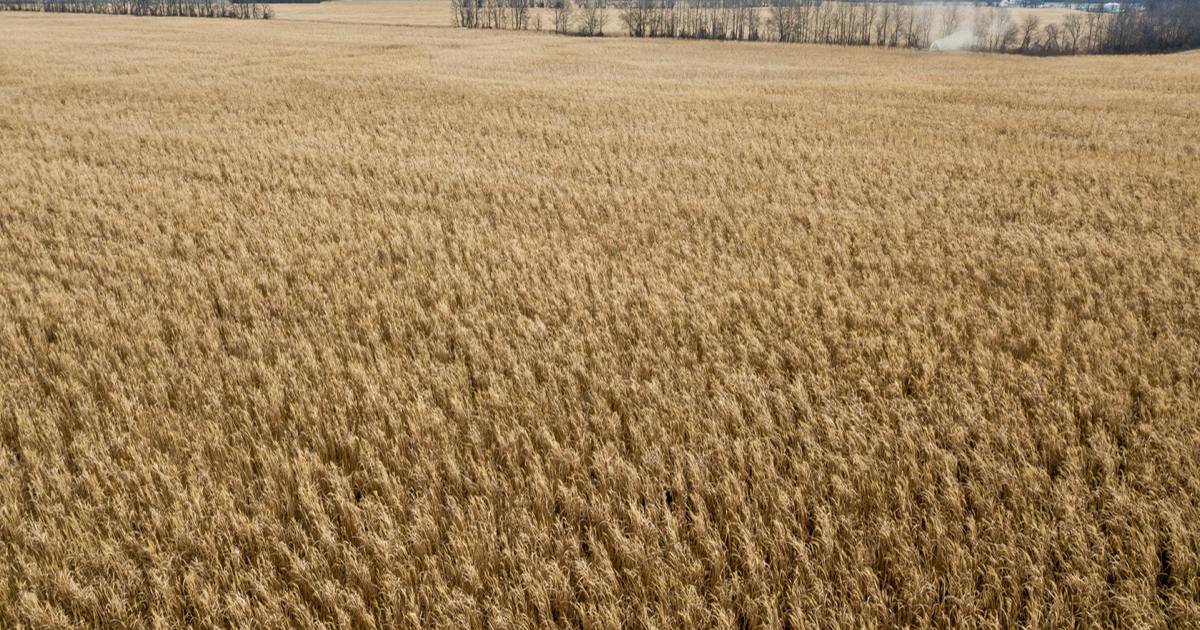 Mature giant miscanthus field