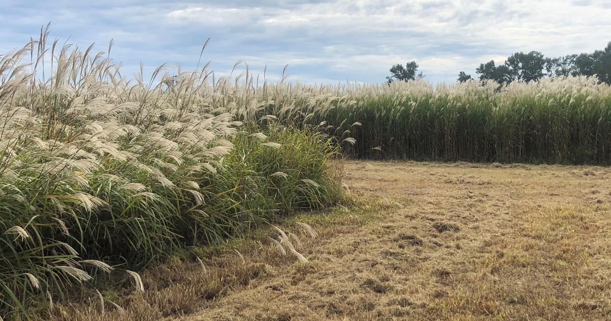Giant miscanthus field with silvery plumes