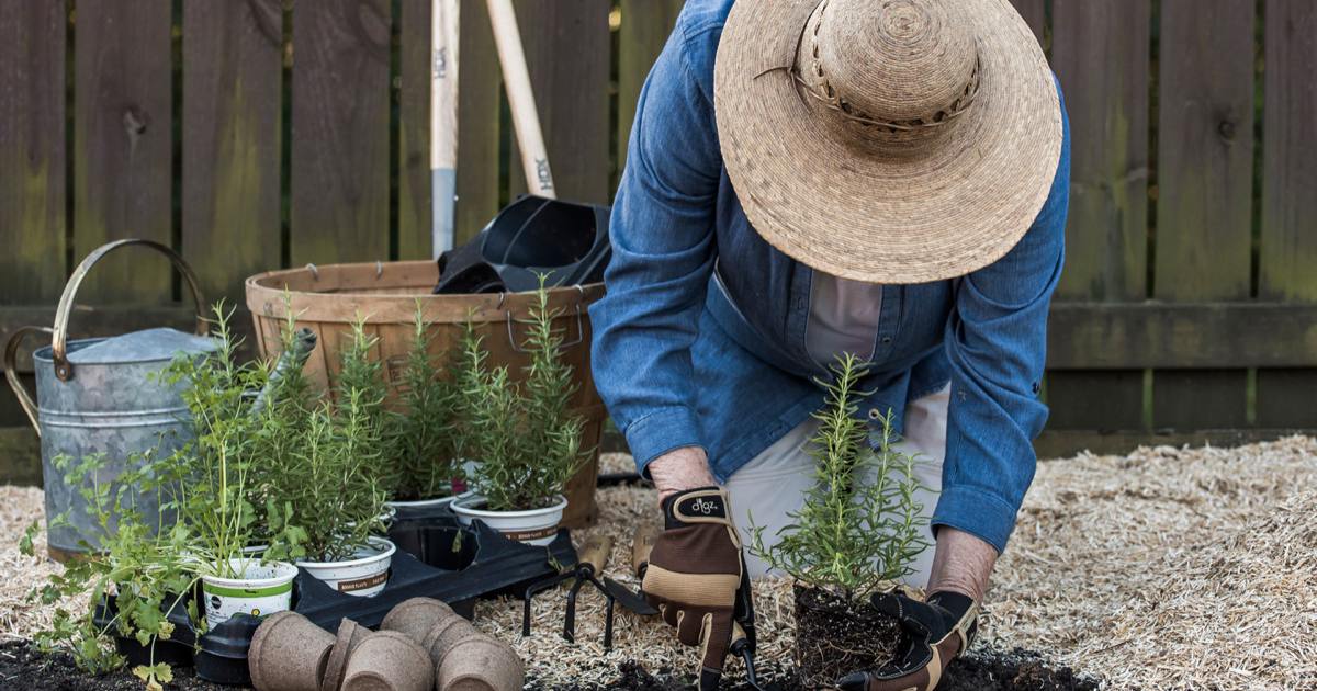 Gardener planting seedlings in miscanthus mulch