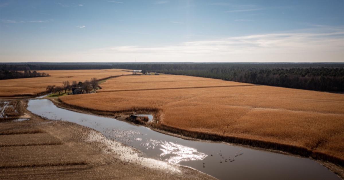 Aerial view of a golden giant miscanthus field beside a creek