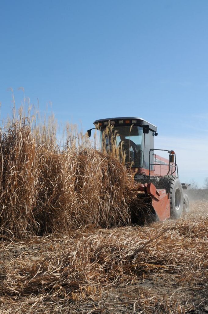 Harvester working in a giant miscanthus field