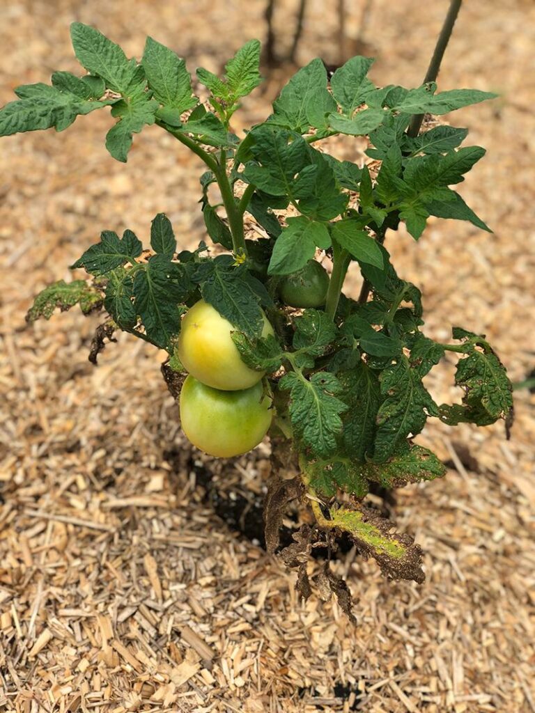 Tomato plant growing in miscanthus straw mulch
