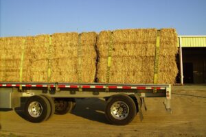 Round miscanthus bales loaded on a flatbed truck