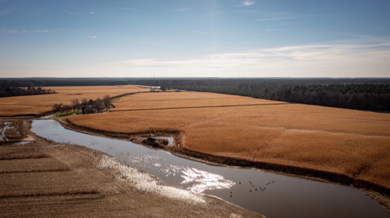 sustainable-ag Aerial view of a golden giant miscanthus field beside a creek
